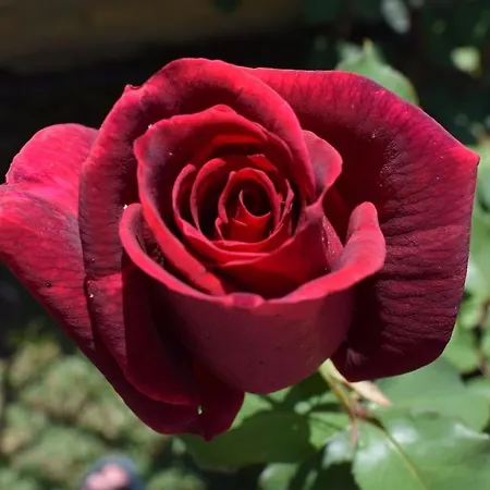 Hébergement de vacances Iliotropio Lefokastro